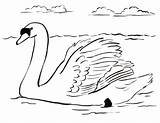 Swan Coloring Pages Drawing Colouring Color Printable Swans Drawings Kids Animals Dot Samanthasbell Today Getdrawings Reference sketch template