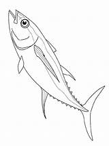 Fish Tuna Coloring Getcolorings sketch template