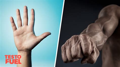 Digit Ratio Finger Length And Testosterone Testofuel Blog