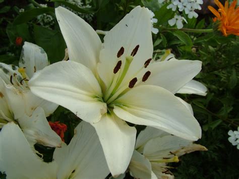 white lilies tom perna