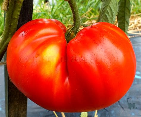 red tomatoes big zarro tomato