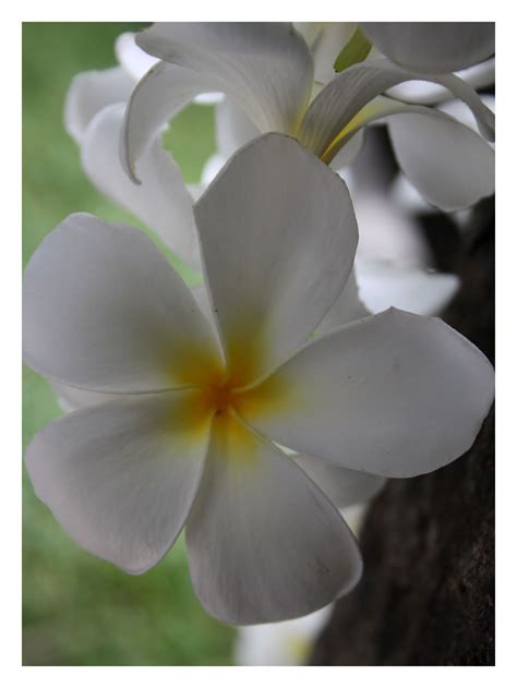 Bali Orchid By Netta Orchids Bali Plants Photography Photograph