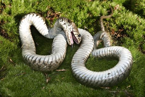 grass snake playing dead photograph   watson fine art america