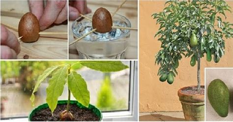 Dont Buy Another Avocado Heres How To Easily Grow Your Own Avocado