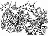 Barrier Drawing Corail Getdrawings Coloriages Predators Designlooter Ecosystem Divyajanani sketch template