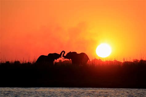 chobe national park safaris tours and budget packages to chobe national
