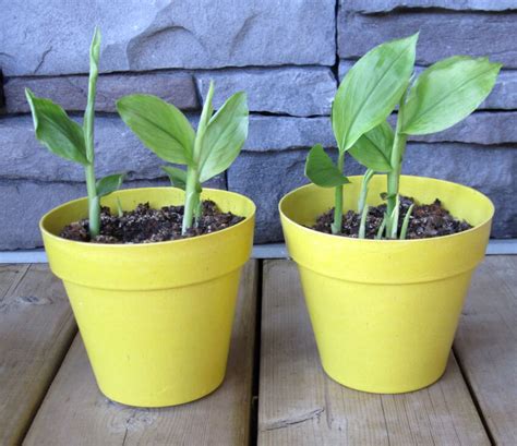 grow turmeric   pot crafty  home