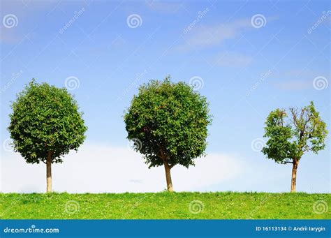 bomen en gras stock foto image  esdoorn kleur milieu