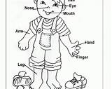 Body Coloring Pages Human Parts Preschool Clipart Preschoolers Theme Kids Worksheets Outline Color Part Sheets Activities Template Ages Pieces Animal sketch template