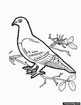 Aves Coloriage Uccelli Pigeon Colorare Bird Oiseaux Pajaro Salvajes Disegno Mandala Passarinhos Pintar Preschoolers índice Compartilhar Passaros Indice Alejandra Coloringhome sketch template