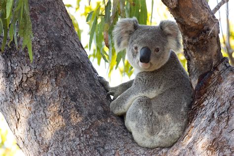 koalas  australia  impacted   wildfiresand