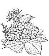 Hortensia Hydrangea sketch template