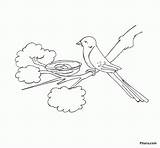 Nest Coloring Bird Pages Kids Birds Pitara Popular sketch template