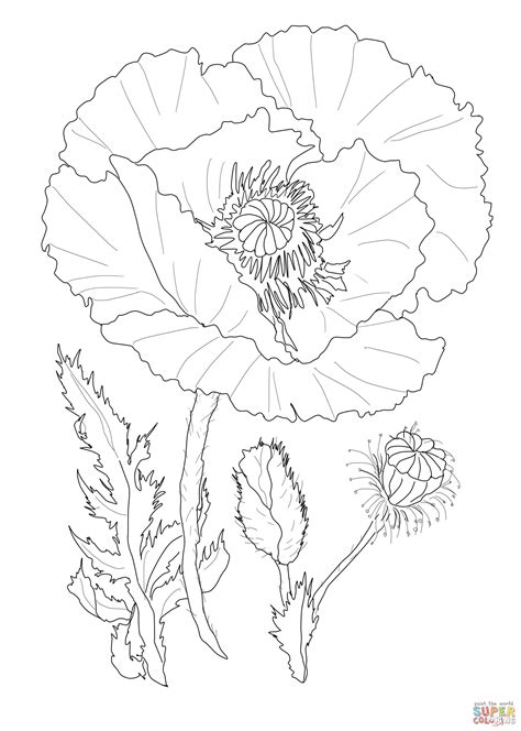 poppy coloring page click  poppy flower coloring pages  view