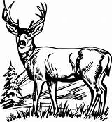 Deer Whitetail Tailed Getdrawings Hunt Webstockreview Antler Farm Personal Clipartmag sketch template
