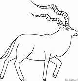 Addax Mammals Antelopes Coloringall Deserto sketch template