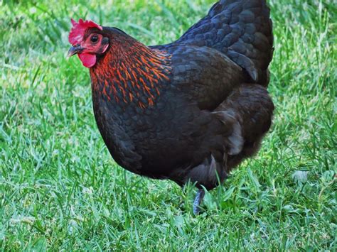 Best Laying Hens Black Star Best Laying Hens Best Egg Laying Chickens