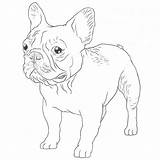 Bulldog Frenchie Dogbreedslist Breeds sketch template