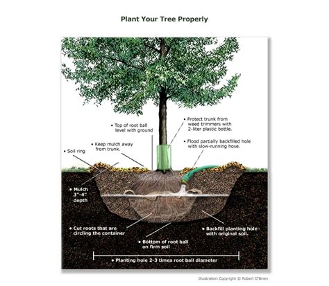 Urban And Community Forestry Planting Trees In 12 Easy