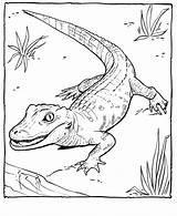 Coloring Pages Alligator Zoo Animal Printable Kids Color Sheet Animals Print Sheets Baby Desenho Jacare Alligators Adult Google Read Activities sketch template