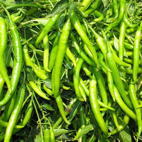green chilly kg