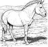 Horse Wild Coloring Pages Przewalski Printable Colouring Horses Pony Color Realistic Kids Print Breeds Przewalskis Funny Animals Clipart Fun Books sketch template