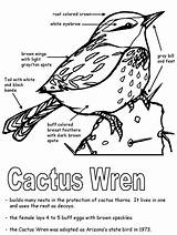 Cactus Wren Coloring sketch template