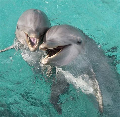 animalfarm delfine sprechen wie wir menschen  ganzen saetzen welt