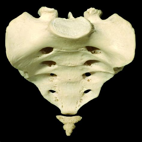 sacrum learn muscles