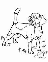 Beagle Malvorlagen Beagles Jacobs Arielle Chiens Sild 공부 색칠 Pet Colorier sketch template