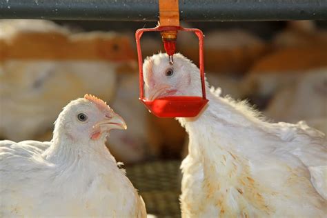 8 best chicken waterers for backyard chicken owners