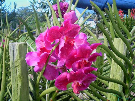 4 da love of orchids vanda taib
