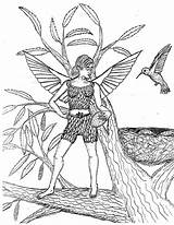 Fairies Hummingbird sketch template