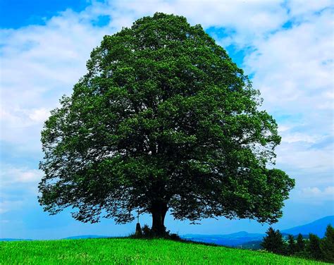 die linde ist baum des jahres  bauernzeitung