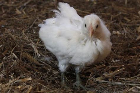 my sexing article backyard chickens learn how to raise chickens