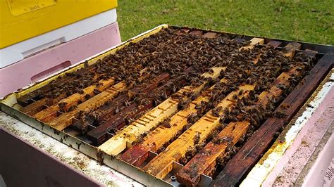 bijenuitlaat plaatsen  odoorn morgen gaan  honing slingeren voor de coop  odoorn om de