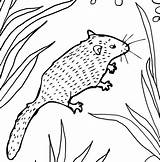 Coloring Dormouse Pages Printable Color Supercoloring Getcolorings Getdrawings Animal sketch template