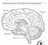 Brain Coloring Label Parts Human Worksheet Diagram Blank Anatomy Worksheets Pages Psychology Printable Labeled Colouring Book Diagrams Neuron Sheets Color sketch template