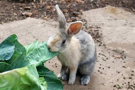 wat eten konijnen compleet dieet wat mag wel  niet huisdieren houden