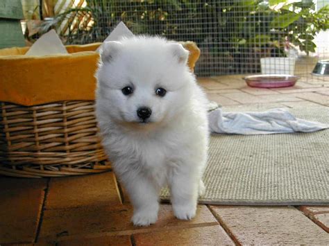 white japanese akita inu puppy pictures cute picture  puppies