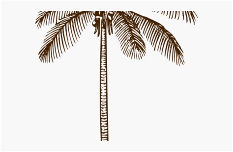 outline picture  coconut tree coconut tree icon doodle hand drawn