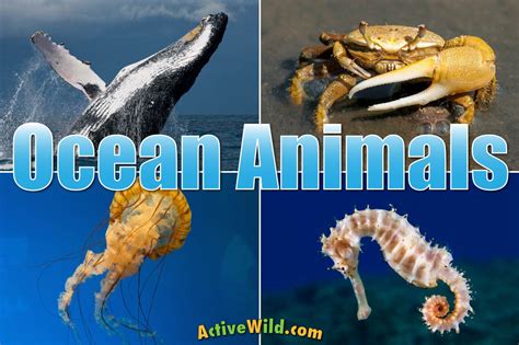 ocean animals  kids adults list  animals     ocean
