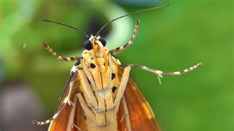 anatomy   moth