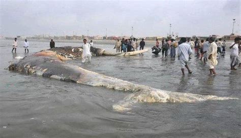 Biggest Shark Ever Giant Wale Shark Pakistan 4 Worlds