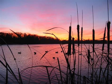 duck hunting wallpaper hunting wallpaper duck hunting hunting pictures
