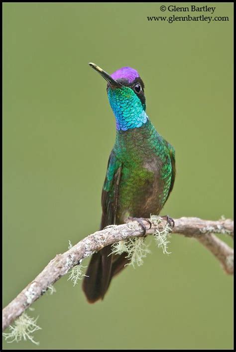images  beautiful magnificent hummingbird photography