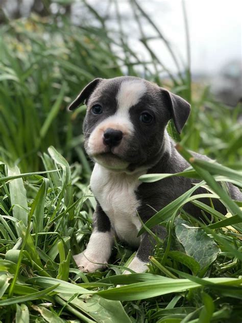 staffy staffordshire bull terrier pups  delivery  keith moray gumtree