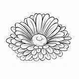 Flower Daisy Outline Drawing Vector Sketch Gerbera Background Aster Beautiful Clip Gerber Monochrome Line Isolated Tattoo Drawings Contour Drawn Stock sketch template