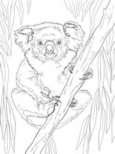 friendly female koala coloring page supercoloringcom