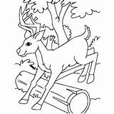 Deer Coloring Pages Sambar Buck Whitetail Color Ones Little Designlooter Tailed 230px 34kb Getcolorings Getdrawings sketch template